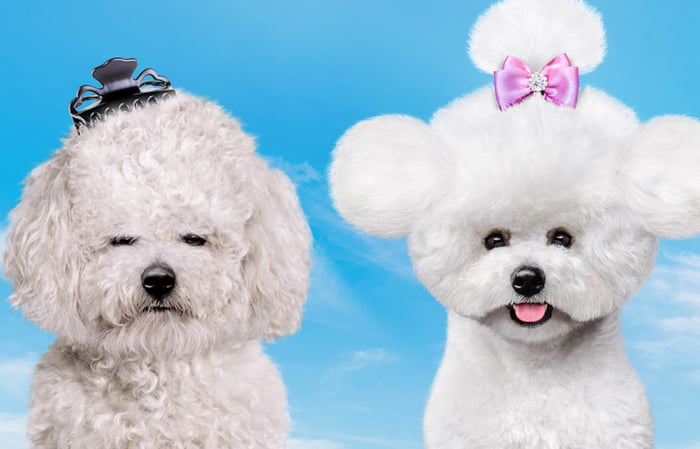 The Perfect City Pooch image