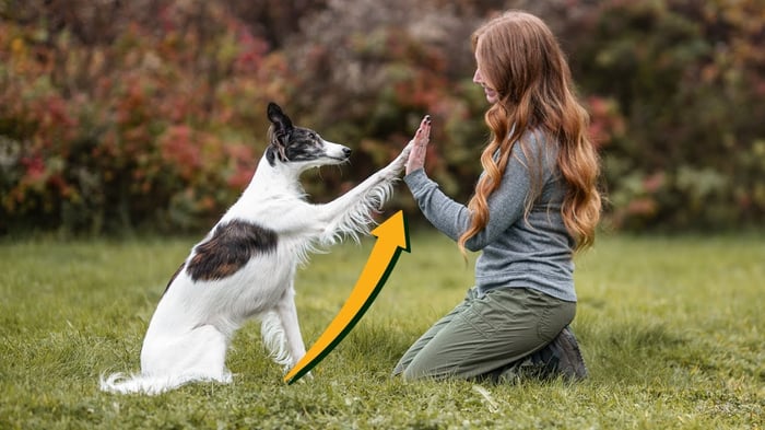 The Stress-Free Way to Train Your Dog to Ride Public Transport image